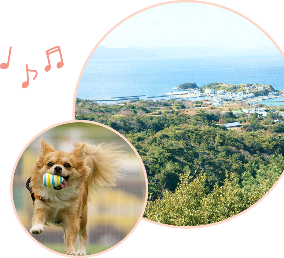 ペットホテルボトム画像2