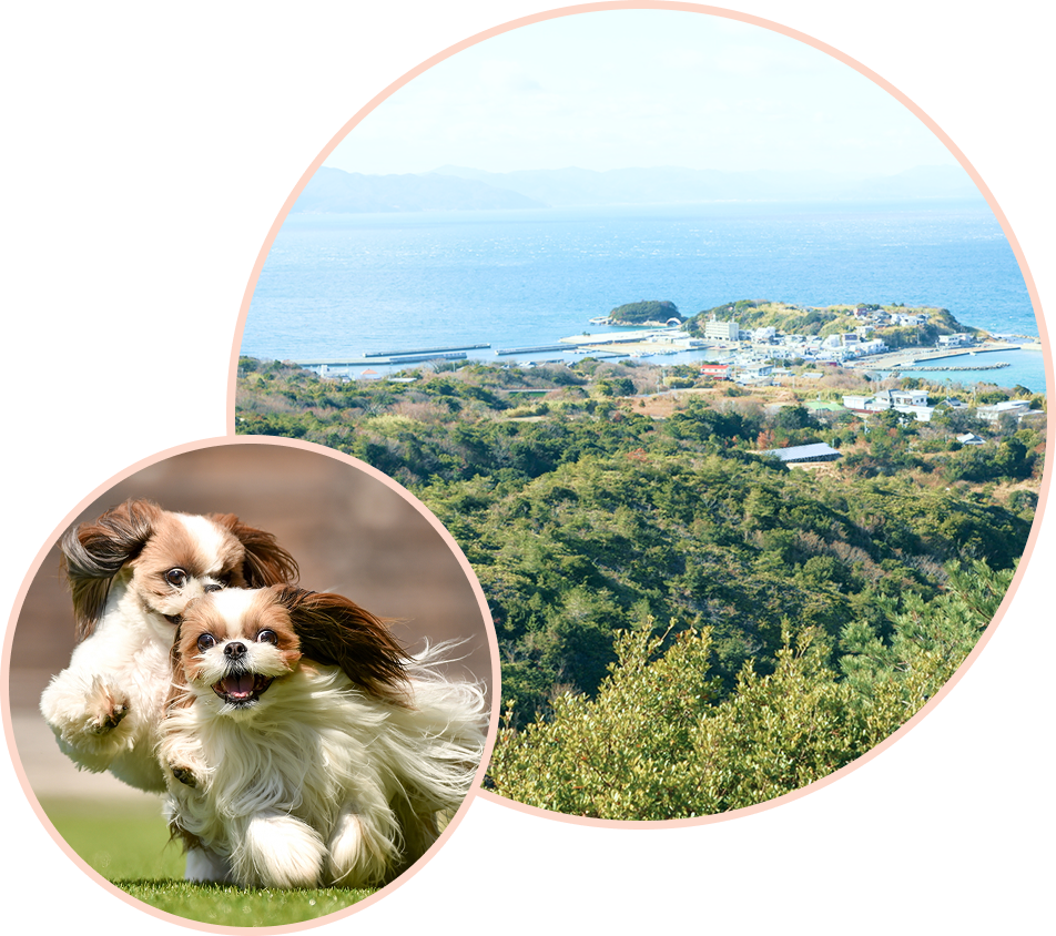 ペットホテルトップ画像1