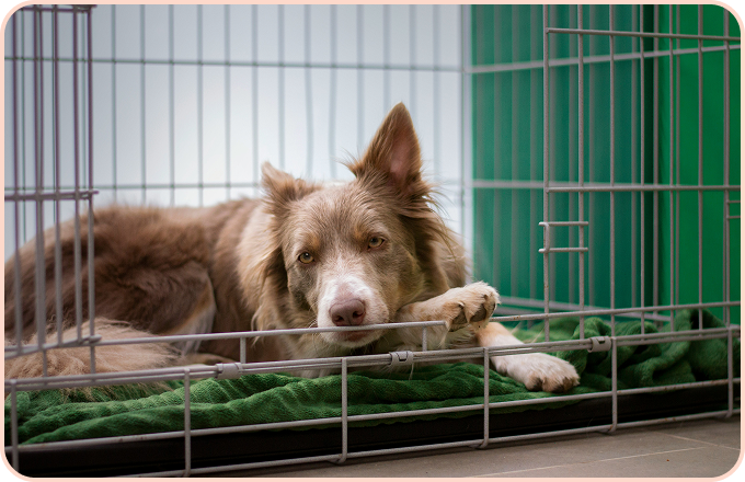 スタンダードプラン画像1