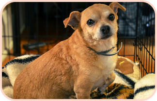 スタンダードプラン画像2