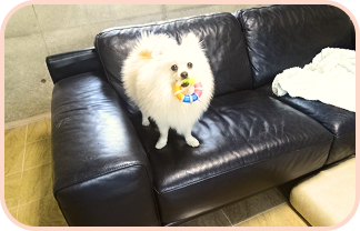 スイートプラン画像3